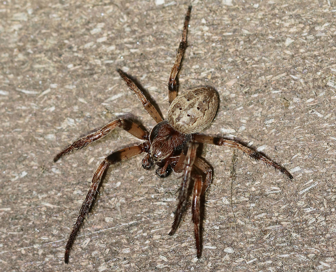 Furrow Orb Spider - Larinioides cornutus This spider had a body length of 8-10 mm long. It loves my moth light ;P.<br />
<br />
Habitat: Attracted to the insects that are attracted to my moth light Furrow orb spider,Geotagged,Larinioides cornutus,Spider,Spring,United States