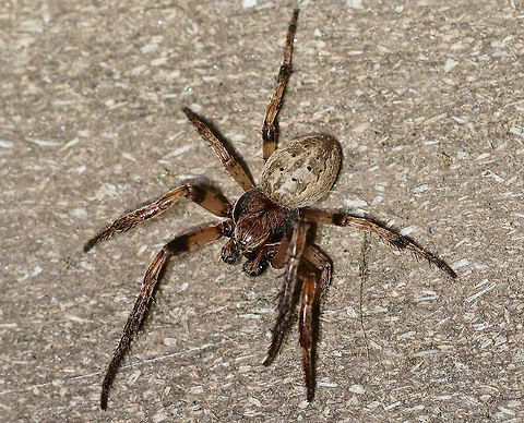 Furrow Orb Spider - Larinioides cornutus This spider had a body length of 8-10 mm long. It loves my moth light ;P.

Habitat: Attracted to the insects that are attracted to my moth light Furrow orb spider,Geotagged,Larinioides cornutus,Spider,Spring,United States