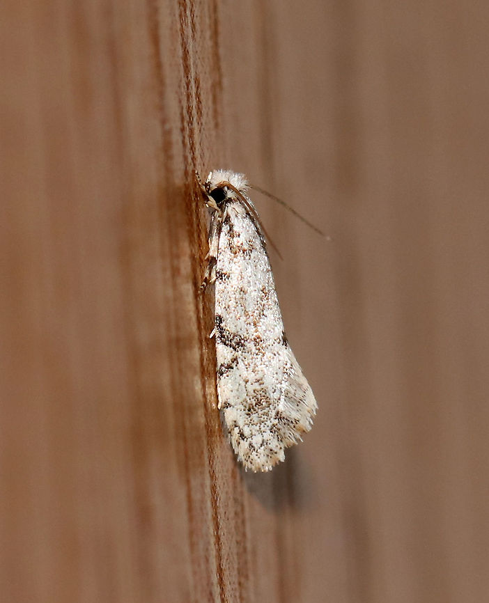 Nemapogon acapnopennella TL: ~5 mm.<br />
<br />
Habitat: Resting on my bookshelf Geotagged,Nemapogon,Nemapogon acapnopennella,Spring,United States,moth