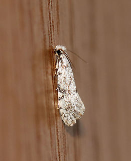 Nemapogon acapnopennella