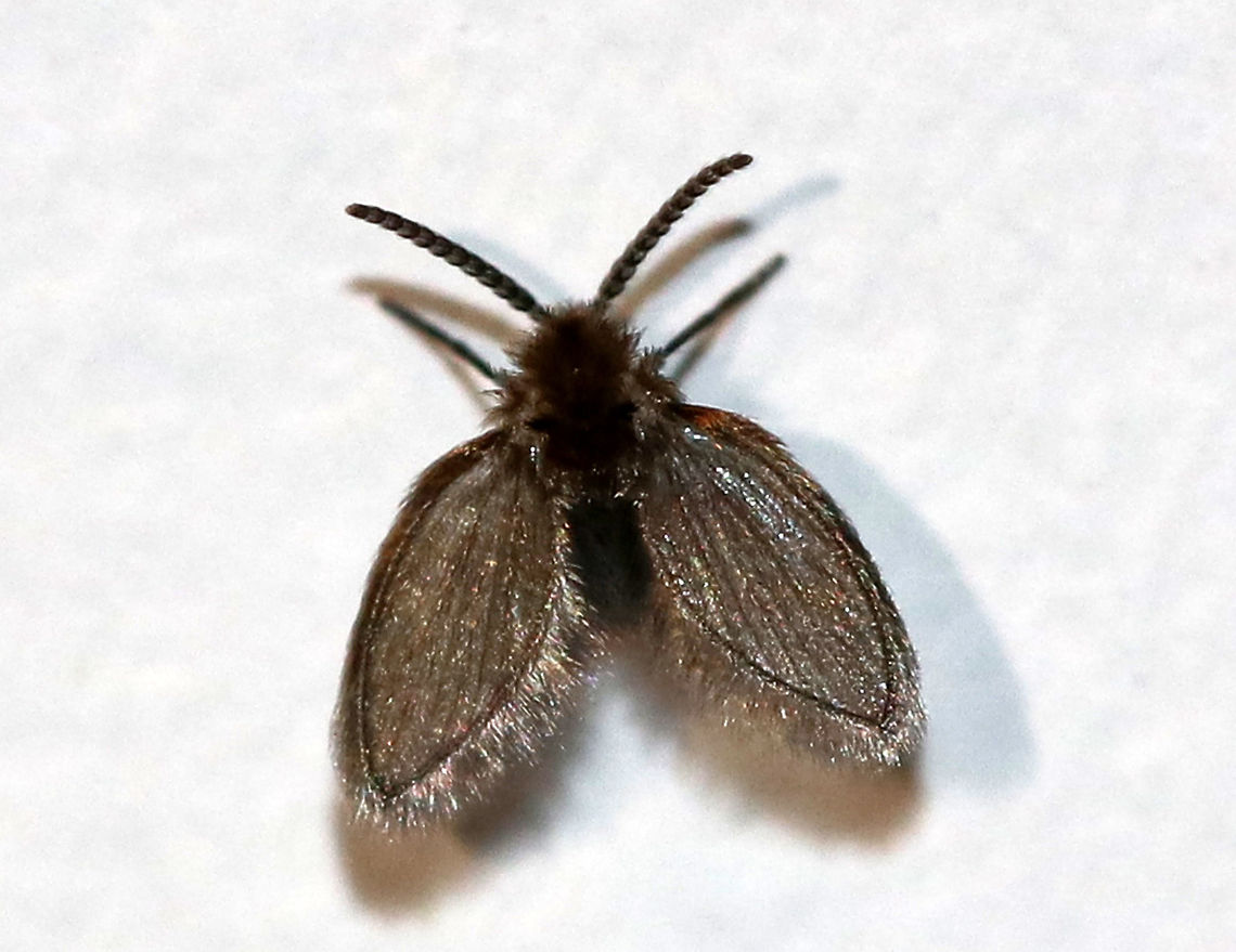 Moth Fly - Family Psychodidae I think this might be Quatiella sp., maybe Quatiella truncata. Or, it could be a female Threticus bicolor. Or, neither. It didn't have any markings on its wings, except for a little bit of orange-brown at the very top of the costal margin.<br />
<br />
Habitat: Attracted to a light at night Geotagged,Quatiella,Spring,United States,fly,moth fly,psychodidae,threticus