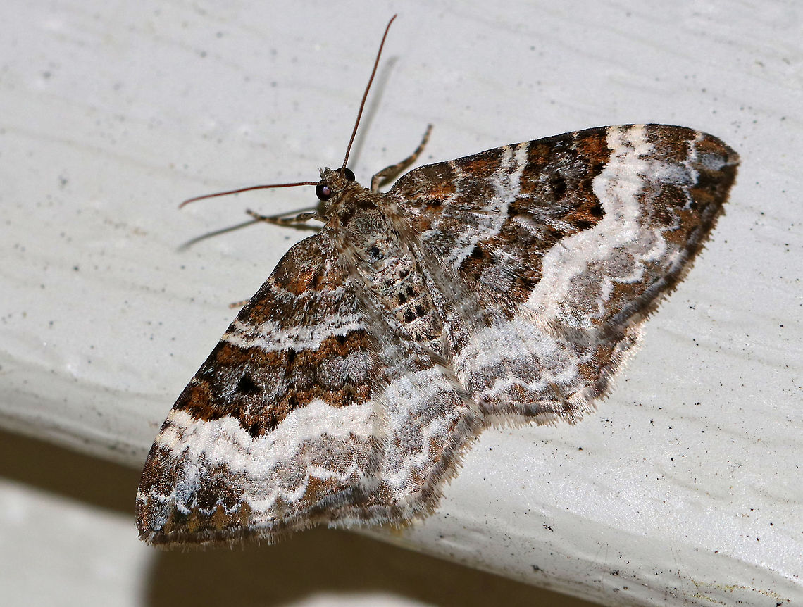Common Carpet - Epirrhoe alternata Wingspan: ~30 mm. Forewing has AM and PM lines that are thickly edged with white. Subterminal and terminal areas are brownish.<br />
<br />
Habitat: Attracted to a light in a semi-rural area Common Carpet,Epirrhoe alternata,Geotagged,Spring,United States,moth