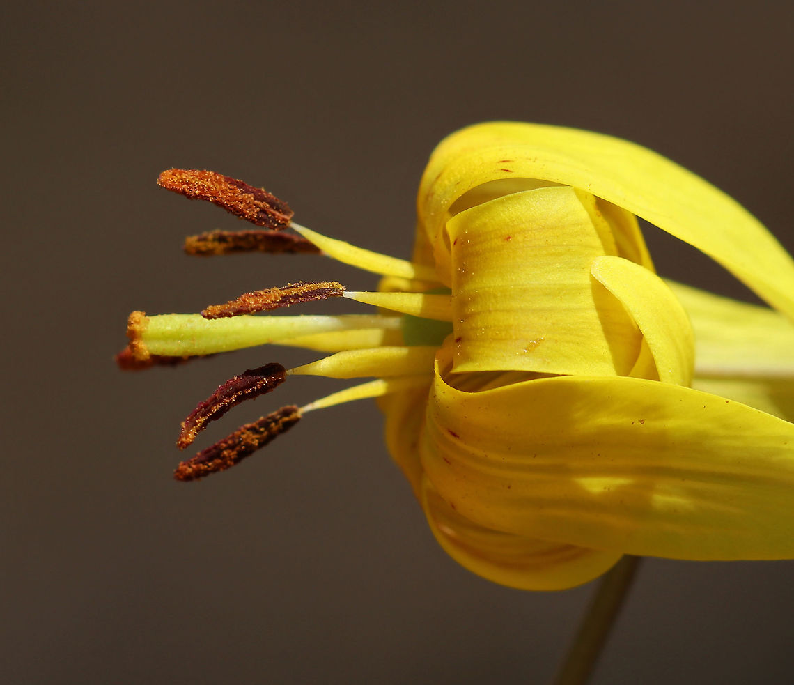 Yellow Trout Lily - Erythronium americanum A pair of brown and green mottled leaves sheath the base of the stalk, which bears a solitary, nodding flower. The flowers are yellow inside and yellow/bronze outside. The petals and sepals are bent backwards, exposing 6 brown stamens. Not all plants will flower - single-leaved, non-flowering plants also occur because they are either too young (Trout Lily doesn't flower for the first 4-7 years of life) or too crowded to flower.<br />
<br />
Habitat: Deciduous forest<br />
<figure class="photo"><a href="https://www.jungledragon.com/image/79515/yellow_trout_lily_-_erythronium_americanum.html" title="Yellow Trout Lily - Erythronium americanum"><img src="https://s3.amazonaws.com/media.jungledragon.com/images/3232/79515_thumb.jpg?AWSAccessKeyId=05GMT0V3GWVNE7GGM1R2&Expires=1763596810&Signature=SzLEIaSSYhiDwkFuejHzANvru8g%3D" width="200" height="160" alt="Yellow Trout Lily - Erythronium americanum A pair of brown and green mottled leaves sheath the base of the stalk, which bears a solitary, nodding flower. The flowers are yellow inside and yellow/bronze outside. The petals and sepals are bent backwards, exposing 6 brown stamens. Not all plants will flower - single-leaved, non-flowering plants also occur because they are either too young (Trout Lily doesn't flower for the first 4-7 years of life) or too crowded to flower.<br />
<br />
Habitat: Deciduous forest<br />
https://www.jungledragon.com/image/79514/yellow_trout_lily_-_erythronium_americanum.html Erythronium americanum,Geotagged,Spring,United States,Yellow trout lily" /></a></figure> Erythronium americanum,Geotagged,Spring,United States,Yellow trout lily,lily