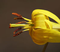 Yellow Trout Lily - Erythronium americanum A pair of brown and green mottled leaves sheath the base of the stalk, which bears a solitary, nodding flower. The flowers are yellow inside and yellow/bronze outside. The petals and sepals are bent backwards, exposing 6 brown stamens. Not all plants will flower - single-leaved, non-flowering plants also occur because they are either too young (Trout Lily doesn't flower for the first 4-7 years of life) or too crowded to flower.<br />
<br />
Habitat: Deciduous forest<br />
https://www.jungledragon.com/image/79515/yellow_trout_lily_-_erythronium_americanum.html Erythronium americanum,Geotagged,Spring,United States,Yellow trout lily,lily
