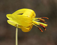 Yellow Trout Lily - Erythronium americanum A pair of brown and green mottled leaves sheath the base of the stalk, which bears a solitary, nodding flower. The flowers are yellow inside and yellow/bronze outside. The petals and sepals are bent backwards, exposing 6 brown stamens. Not all plants will flower - single-leaved, non-flowering plants also occur because they are either too young (Trout Lily doesn't flower for the first 4-7 years of life) or too crowded to flower.<br />
<br />
Habitat: Deciduous forest<br />
https://www.jungledragon.com/image/79514/yellow_trout_lily_-_erythronium_americanum.html Erythronium americanum,Geotagged,Spring,United States,Yellow trout lily