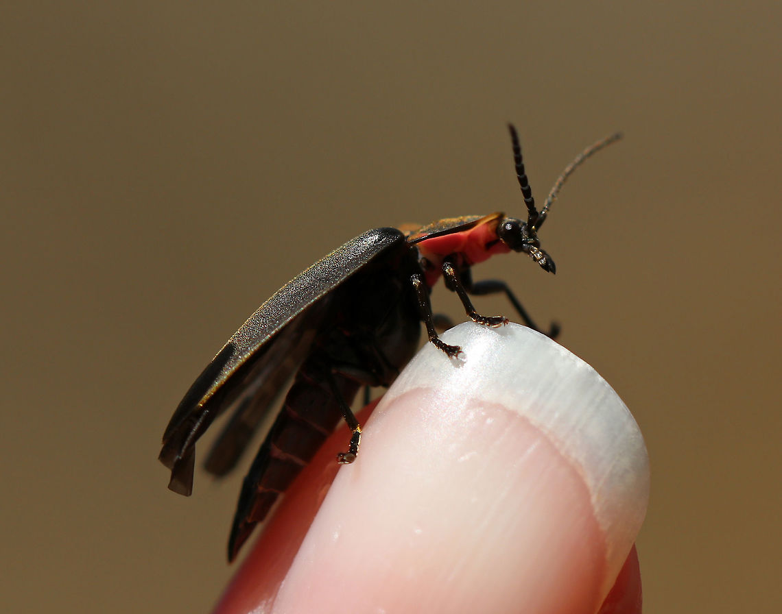 Winter Firefly - Ellychnia corrusca This species is unusual among fireflies because it&#039;s active during late winter and early spring, AND because it lacks a light-producing organ. <br />
<br />
Habitat: Examining my fingernails. It ultimately got bored and flew off to a nearby tree. Deciduous forest Ellychnia corrusca,Geotagged,Spring,United States,Winter Firefly,beetle,firefly,lampyridae