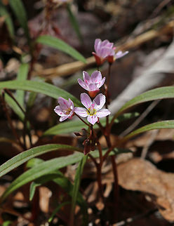 Spring Beauty - Claytonia virginica Low plant with clusters of white flowers that are striped with pink. Flowers have 5 petals with 5 stamens and pink anthers. 

This plant grows from a underground tuber, which early American colonists and Native Americans used for food. The tubers have a sweet, chestnut-like flavor. 

Habitat: Deciduous forest
https://www.jungledragon.com/image/79518/spring_beauty_-_claytonia_virginica.html Claytonia virginica,Eastern spring beauty,Geotagged,Spring,United States