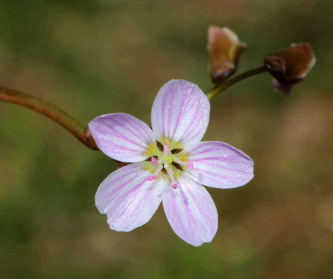 Spring Beauty - Claytonia virginica Low plant with clusters of white flowers that are striped with pink. Flowers have 5 petals with 5 stamens and pink anthers. <br />
<br />
This plant grows from a underground tuber, which early American colonists and Native Americans used for food. The tubers have a sweet, chestnut-like flavor. <br />
<br />
Habitat: Deciduous forest<br />
<figure class="photo"><a href="https://www.jungledragon.com/image/79517/spring_beauty_-_claytonia_virginica.html" title="Spring Beauty - Claytonia virginica"><img src="https://s3.amazonaws.com/media.jungledragon.com/images/3232/79517_thumb.jpg?AWSAccessKeyId=05GMT0V3GWVNE7GGM1R2&Expires=1759968010&Signature=cDiJJRkpCnn5Msnzpw854Pg3MEE%3D" width="118" height="152" alt="Spring Beauty - Claytonia virginica Low plant with clusters of white flowers that are striped with pink. Flowers have 5 petals with 5 stamens and pink anthers. <br />
<br />
This plant grows from a underground tuber, which early American colonists and Native Americans used for food. The tubers have a sweet, chestnut-like flavor. <br />
<br />
Habitat: Deciduous forest<br />
https://www.jungledragon.com/image/79518/spring_beauty_-_claytonia_virginica.html Claytonia virginica,Eastern spring beauty,Geotagged,Spring,United States" /></a></figure> Claytonia virginica,Eastern spring beauty,Geotagged,Spring,United States