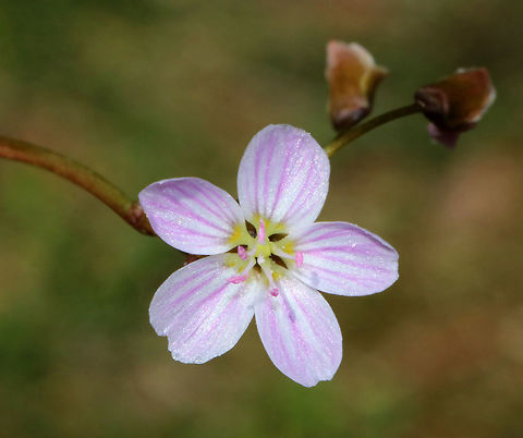 Spring Beauty - Claytonia virginica Low plant with clusters of white flowers that are striped with pink. Flowers have 5 petals with 5 stamens and pink anthers. 

This plant grows from a underground tuber, which early American colonists and Native Americans used for food. The tubers have a sweet, chestnut-like flavor. 

Habitat: Deciduous forest
https://www.jungledragon.com/image/79517/spring_beauty_-_claytonia_virginica.html Claytonia virginica,Eastern spring beauty,Geotagged,Spring,United States