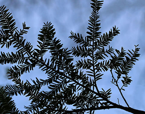 Eastern Hemlock - Tsuga canadensis Green needles that are flat and have rounded tips. They range in length, but are mostly around 10 mm long. The underside of the needles is silvery and has two stomatal bands. Stomatal bands have stoma, which are like little pores that facilitate gas exchange.

Habitat: Rocky cliff beside a stream. Geotagged,Spring,Tsuga canadensis,United States,eastern hemlock