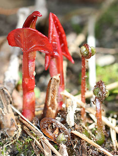 Japanese Knotweed - Fallopia japonica Japanese knotweed is listed as one of the worst and most invasive species in the world.

Habitat: Growing next to a river in a coniferous forest American bamboo,Asian Knotweed,Fallopia japonica,Geotagged,Hancock's curse,Himalayan fleece vine,Japanese Knotweed,Japanese bamboo,Mexican bamboo,Reynoutria,Reynoutria japonica,Spring,United States,donkey rhubarb,elephant ears,fleeceflower,huzhang,invasive plant,knotweed,monkey fungus