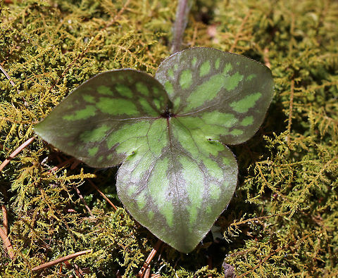 Sharp-lobed Hepatica Leaf- Anemone acutiloba 
An early spring wildflower with white flowers and 3-lobed leaves that survive the winter. 

Habitat: Rocky forest Anemone acutiloba,Geotagged,Sharp-lobed Hepatica,Spring,United States