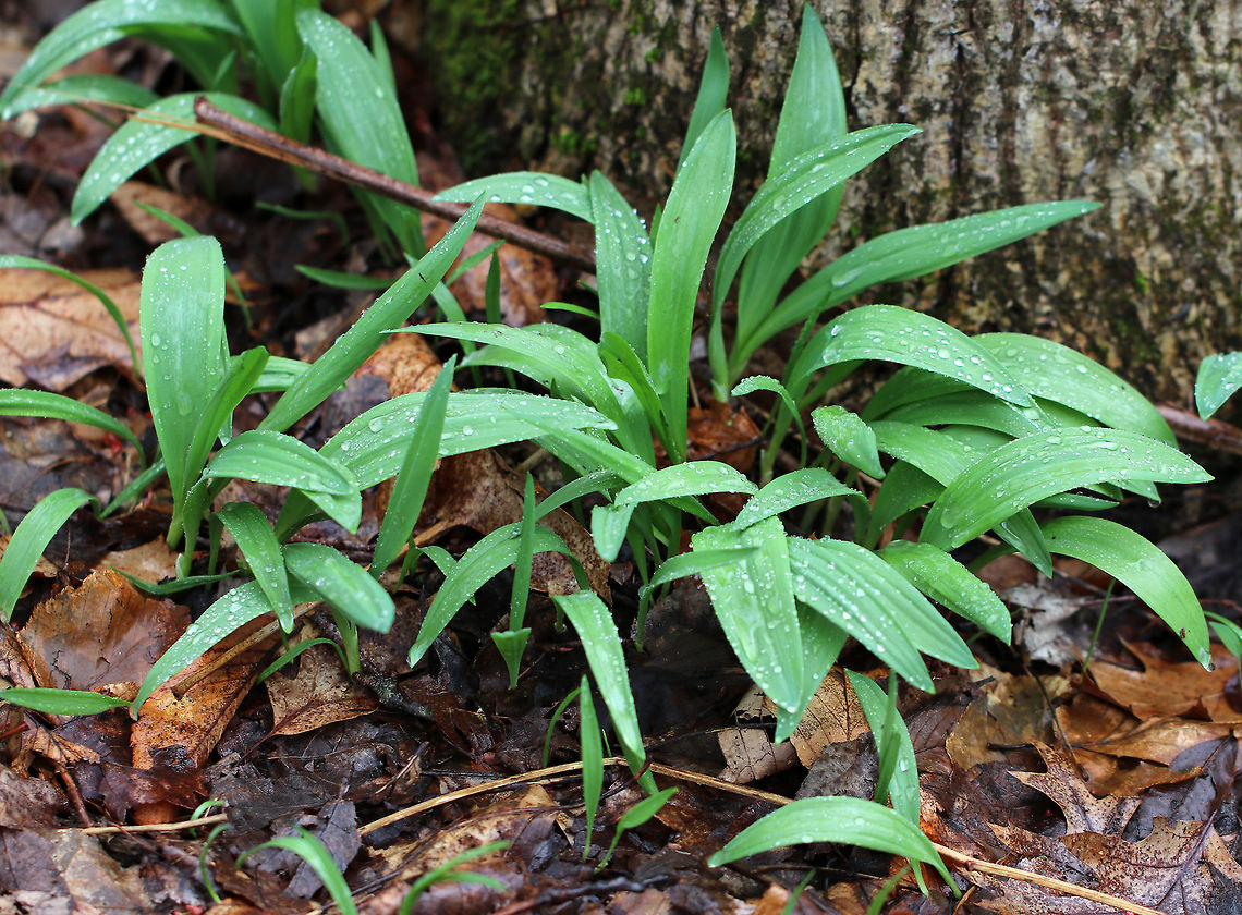 Common Ramps - Allium tricoccum Ramps are a highly-prized wild edible that have a funky garlic flavor. They have broad, smooth-edged green leaves that are 10-30 cm long and have parallel veins. Two-three leaves will grow from each white bulb on stalks that are tinged with reddish purple. The bulb has white, stringy roots coming out of it. White flowers emerge on an unbranched, smooth stalk that emerges from the center of the bulb. Eventually, the flowers will produce black seeds.<br />
<br />
I found a large group of ramps growing on the bank of a stream in a deciduous forest. Ramps are species of special concern in numerous states, and there are regulations on collecting. When foraging is allowed, it is advisable to never collect more than 10% of a patch. Furthermore, taking the entire plant is a really bad idea because ramps are very slow reproducers as they mostly spread through perennial bulb division. You should always strive to leave the bulbs intact, and only collect one leaf per plant. Allium,Allium tricoccum,Geotagged,Spring,United States,ramps