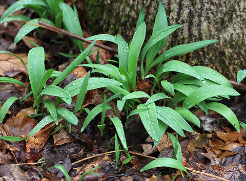 Common Ramps - Allium tricoccum Ramps are a highly-prized wild edible that have a funky garlic flavor. They have broad, smooth-edged green leaves that are 10-30 cm long and have parallel veins. Two-three leaves will grow from each white bulb on stalks that are tinged with reddish purple. The bulb has white, stringy roots coming out of it. White flowers emerge on an unbranched, smooth stalk that emerges from the center of the bulb. Eventually, the flowers will produce black seeds.
I found a large group of ramps growing on the bank of a stream in a deciduous forest. Ramps are species of special concern in numerous states, and there are regulations on collecting. When foraging is allowed, it is advisable to never collect more than 10% of a patch. Furthermore, taking the entire plant is a really bad idea because ramps are very slow reproducers as they mostly spread through perennial bulb division. You should always strive to leave the bulbs intact, and only collect one leaf per plant. Allium,Allium tricoccum,Geotagged,Spring,United States,ramps
