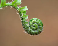Cinnamon Fern -  Osmundastrum cinnamomeum *I'm not totally sure of the ID. It kind of looks like an ostrich fern...But, also like a cinnamon fern.<br />
<br />
Habitat: Growing throughout a deciduous forest<br />
https://www.jungledragon.com/image/79532/cinnamon_fern_-_osmundastrum_cinnamomeum.html Cinnamon Fern,Geotagged,Matteuccia struthiopteris,Osmundastrum,Osmundastrum cinnamomeum,Ostrich fern,Spring,United States,fern