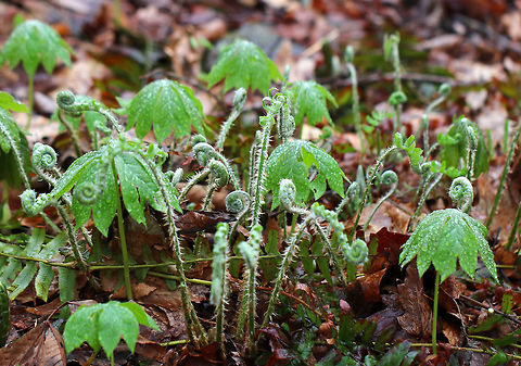 Cinnamon Fern - Osmundastrum cinnamomeum *I'm not totally sure of the ID. It kind of looks like an ostrich fern...But, also like a cinnamon fern.

Habitat: Growing throughout a deciduous forest
https://www.jungledragon.com/image/79531/cinnamon_fern_-_osmundastrum_cinnamomeum.html Cinnamon Fern,Geotagged,Osmundastrum cinnamomeum,Spring,United States
