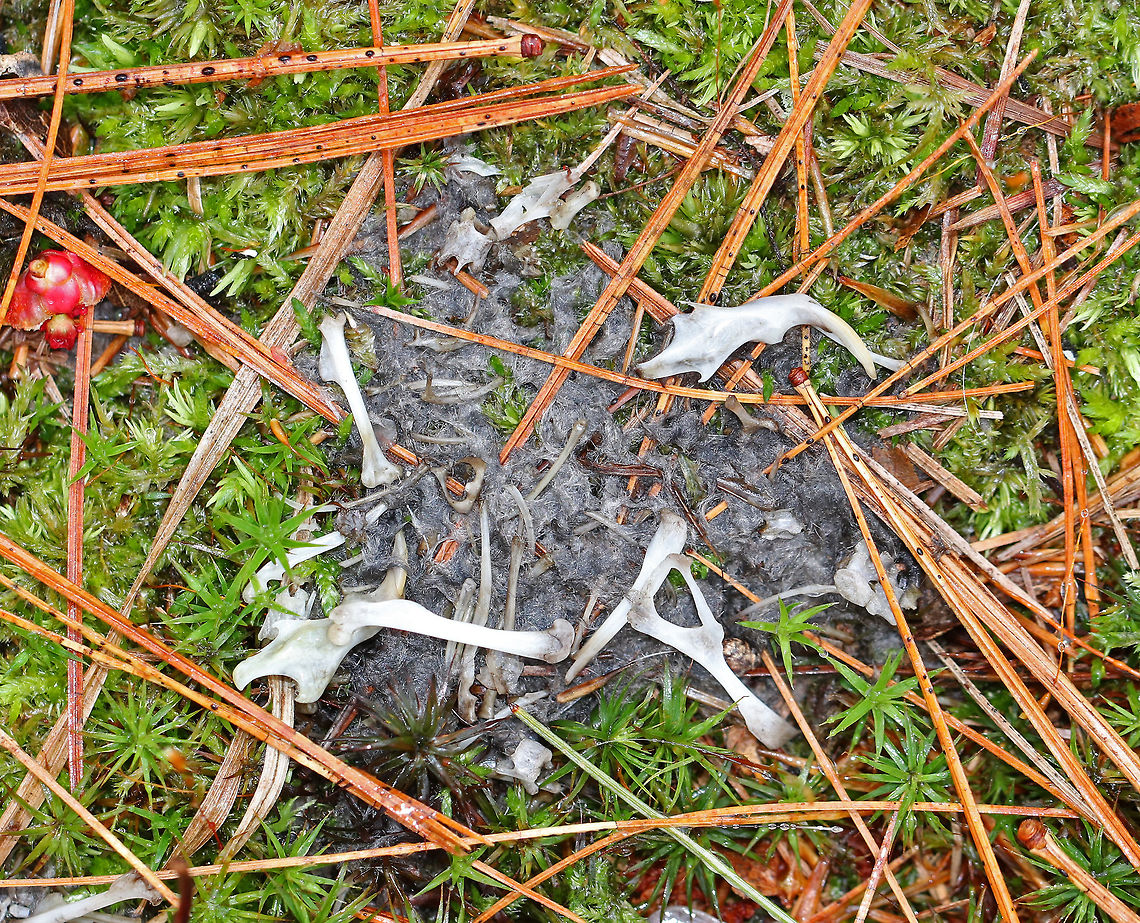 Great Horned Owl Pellet Full of Bones The pellet had gotten mushy from the rain and was spread out, but was FULL of bones and was very impressive! <br />
<br />
Owls eat small rodents, birds, and insects. But, they cannot digest the fur, bones, teeth, feathers, and exoskeletons from their prey. So, these parts are formed into a tight pellet inside the owl, who later spits the pellet out. Bubo virginianus pellet,Geotagged,Spring,United States,great horned owl pellet,owl pellet,pellet,signs of wildlife