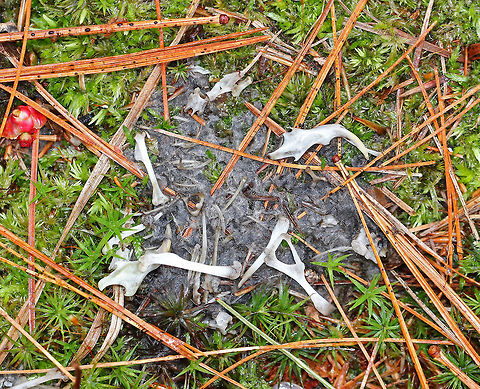 Great Horned Owl Pellet Full of Bones The pellet had gotten mushy from the rain and was spread out, but was FULL of bones and was very impressive! 

Owls eat small rodents, birds, and insects. But, they cannot digest the fur, bones, teeth, feathers, and exoskeletons from their prey. So, these parts are formed into a tight pellet inside the owl, who later spits the pellet out. Bubo virginianus pellet,Geotagged,Spring,United States,great horned owl pellet,owl pellet,pellet,signs of wildlife