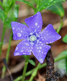 Periwinkle - Vinca minor A low, evergreen plant with purple flowers. Flowers have 5 petals with a white star shape in the center.

Habitat: Deciduous forest Geotagged,Lesser periwinkle,Spring,United States,Vinca minor
