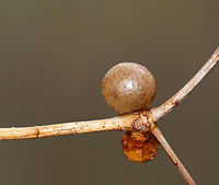 Gall Growing on a twig from a plant that was either dead or just hadn't produced any buds yet.<br />
<br />
Habitat: Deciduous forest<br />
https://www.jungledragon.com/image/79567/gall.html<br />
https://www.jungledragon.com/image/79566/gall.html Geotagged,Spring,United States,gall