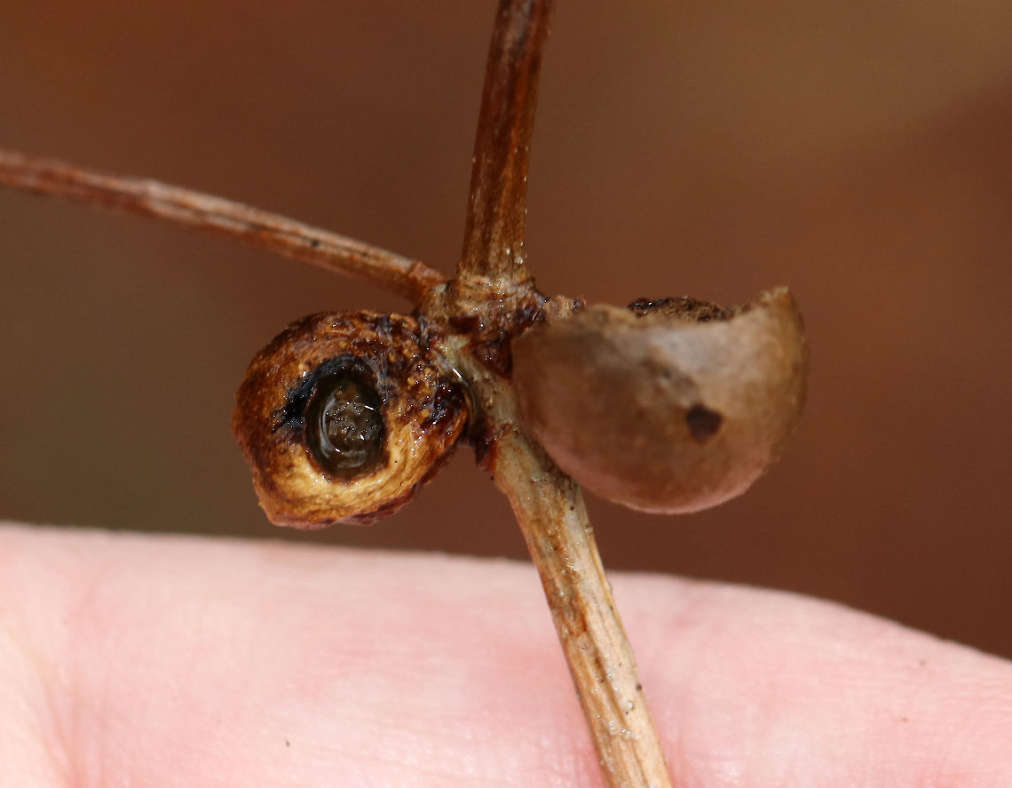 Gall (Split open)<br />
<br />
Growing on a twig from a plant that was either dead or just hadn&#039;t produced any buds yet.<br />
<br />
Habitat: Deciduous forest<br />
<figure class="photo"><a href="https://www.jungledragon.com/image/79565/gall.html" title="Gall"><img src="https://s3.amazonaws.com/media.jungledragon.com/images/3232/79565_thumb.jpg?AWSAccessKeyId=05GMT0V3GWVNE7GGM1R2&Expires=1765411210&Signature=AwGYxsKOLEIOaXlVma3RKJ0lTZY%3D" width="200" height="170" alt="Gall Growing on a twig from a plant that was either dead or just hadn&#039;t produced any buds yet.<br />
<br />
Habitat: Deciduous forest<br />
https://www.jungledragon.com/image/79567/gall.html<br />
https://www.jungledragon.com/image/79566/gall.html Geotagged,Spring,United States,gall" /></a></figure><br />
<figure class="photo"><a href="https://www.jungledragon.com/image/79567/gall.html" title="Gall"><img src="https://s3.amazonaws.com/media.jungledragon.com/images/3232/79567_thumb.jpg?AWSAccessKeyId=05GMT0V3GWVNE7GGM1R2&Expires=1765411210&Signature=6DyNf81i5NpZLK%2FDQYMO3vHgq3M%3D" width="200" height="156" alt="Gall (Split open)<br />
<br />
Growing on a twig from a plant that was either dead or just hadn&#039;t produced any buds yet.<br />
<br />
Habitat: Deciduous forest<br />
https://www.jungledragon.com/image/79565/gall.html<br />
https://www.jungledragon.com/image/79566/gall.html Geotagged,Spring,United States,gall" /></a></figure> Geotagged,Spring,United States,gall