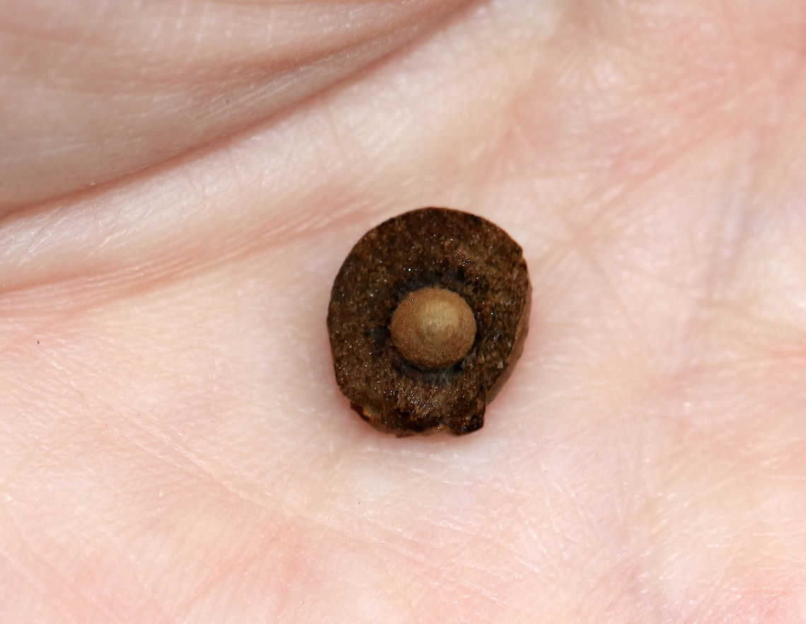 Gall (Split open)<br />
<br />
Growing on a twig from a plant that was either dead or just hadn't produced any buds yet.<br />
<br />
Habitat: Deciduous forest<br />
<figure class="photo"><a href="https://www.jungledragon.com/image/79565/gall.html" title="Gall"><img src="https://s3.amazonaws.com/media.jungledragon.com/images/3232/79565_thumb.jpg?AWSAccessKeyId=05GMT0V3GWVNE7GGM1R2&Expires=1770854410&Signature=q7a82uEhOzhaurVtEVSnq3U1xEY%3D" width="200" height="170" alt="Gall Growing on a twig from a plant that was either dead or just hadn't produced any buds yet.<br />
<br />
Habitat: Deciduous forest<br />
https://www.jungledragon.com/image/79567/gall.html<br />
https://www.jungledragon.com/image/79566/gall.html Geotagged,Spring,United States,gall" /></a></figure><br />
<figure class="photo"><a href="https://www.jungledragon.com/image/79566/gall.html" title="Gall"><img src="https://s3.amazonaws.com/media.jungledragon.com/images/3232/79566_thumb.jpg?AWSAccessKeyId=05GMT0V3GWVNE7GGM1R2&Expires=1770854410&Signature=%2BnwBn2WPmtpEvkWIxTsGKPTyoPw%3D" width="200" height="156" alt="Gall (Split open)<br />
<br />
Growing on a twig from a plant that was either dead or just hadn't produced any buds yet.<br />
<br />
Habitat: Deciduous forest<br />
https://www.jungledragon.com/image/79565/gall.html<br />
https://www.jungledragon.com/image/79567/gall.html Geotagged,Spring,United States,gall" /></a></figure> Geotagged,Spring,United States,gall