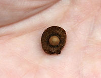 Gall (Split open)<br />
<br />
Growing on a twig from a plant that was either dead or just hadn't produced any buds yet.<br />
<br />
Habitat: Deciduous forest<br />
https://www.jungledragon.com/image/79565/gall.html<br />
https://www.jungledragon.com/image/79566/gall.html Geotagged,Spring,United States,gall