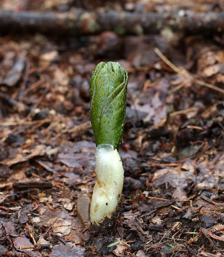 Mayapple - Podophyllum peltatum The common name refers to the May blooming of its apple-like flowers. The leaves, roots, and seeds can be poisonous if ingested. However, roots were once used as a strong purgative by Native Americans. The fruit is edible and is used in jelly, juice, or eaten fresh. The fruit is egg-shaped and ripens July-August.<br />
<br />
Habitat: Deciduous forest Geotagged,Mayapple,Podophyllum peltatum,Spring,United States