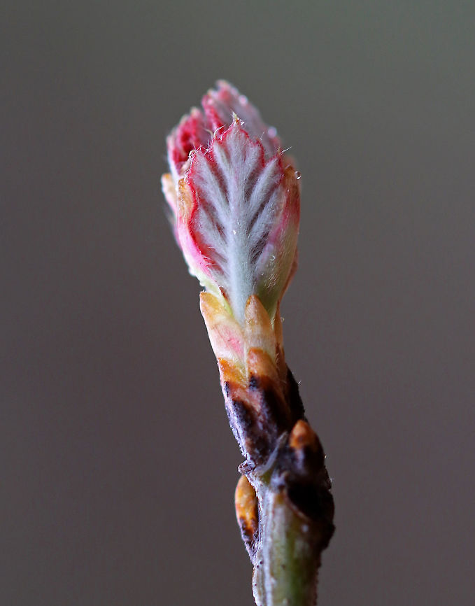 Maple (Acer sp.) - Leaf bud I *think* this is a maple leaf bud. But, that's a guess, so this ID is still in progress...<br />
<br />
Habitat: Deciduous forest<br />
<figure class="photo"><a href="https://www.jungledragon.com/image/79570/maple_acer_sp._-_leaf_bud.html" title="Maple (Acer sp.) - Leaf bud"><img src="https://s3.amazonaws.com/media.jungledragon.com/images/3232/79570_thumb.jpg?AWSAccessKeyId=05GMT0V3GWVNE7GGM1R2&Expires=1770854410&Signature=4L2ASdZmpjpDrWulksQCXCnpQ0o%3D" width="200" height="166" alt="Maple (Acer sp.) - Leaf bud I *think* this is a maple leaf bud. But, that's a guess, so this ID is still in progress...<br />
<br />
Habitat: Deciduous forest<br />
https://www.jungledragon.com/image/79569/maple_acer_sp._-_leaf_bud.html Geotagged,Spring,United States" /></a></figure> Geotagged,Spring,United States,acer,leaf,leaf bud,maple