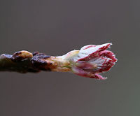 Maple (Acer sp.) - Leaf bud I *think* this is a maple leaf bud. But, that's a guess, so this ID is still in progress...<br />
<br />
Habitat: Deciduous forest<br />
https://www.jungledragon.com/image/79569/maple_acer_sp._-_leaf_bud.html Geotagged,Spring,United States