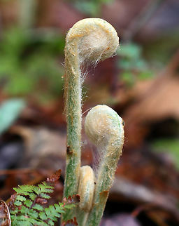 Cinnamon Fern - Osmundastrum cinnamomeum Hairy fiddlehead of a cinnamon fern, I think?! I'm really getting confused by the varied appearances of fiddleheads.

Habitat: They were growing in small clusters throughout a deciduous forest. Cinnamon Fern,Geotagged,Osmundastrum cinnamomeum,Spring,United States