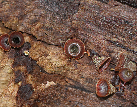 Fluted Bird's Nest - Cyathus striatus Completely empty and flopped over after the winter.

Habitat: Rotting wood in a deciduous forest Cyathus striatus,Fluted bird's nest,Geotagged,Spring,United States