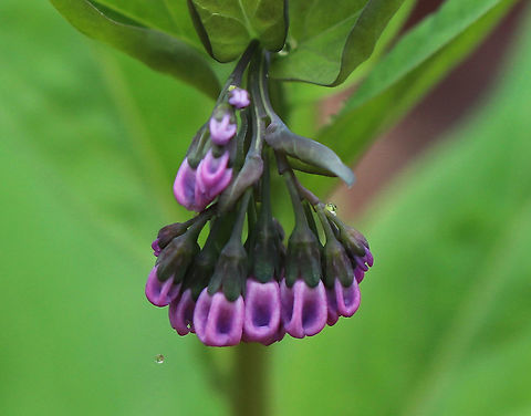 Virginia Bluebell - Mertensia virginica I love these flowers! The buds are pink and the flowers are blue, white, or pink. They are native to eastern North America. *Note the raindrop. It was a lovely day to hike in the rain ;P*

Habitat: Beside a stream in a deciduous forest
https://www.jungledragon.com/image/79577/virginia_bluebell_-_mertensia_virginica.html
https://www.jungledragon.com/image/79576/virginia_bluebell_-_mertensia_virginica.html
https://www.jungledragon.com/image/79574/virginia_bluebell_-_mertensia_virginica.html Geotagged,Mertensia virginica,Spring,United States,Virginia Bluebell