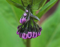 Virginia Bluebell - Mertensia virginica I love these flowers! The buds are pink and the flowers are blue, white, or pink. They are native to eastern North America. *Note the raindrop. It was a lovely day to hike in the rain ;P*<br />
<br />
Habitat: Beside a stream in a deciduous forest<br />
https://www.jungledragon.com/image/79577/virginia_bluebell_-_mertensia_virginica.html<br />
https://www.jungledragon.com/image/79576/virginia_bluebell_-_mertensia_virginica.html<br />
https://www.jungledragon.com/image/79574/virginia_bluebell_-_mertensia_virginica.html Geotagged,Mertensia virginica,Spring,United States,Virginia Bluebell