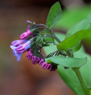 Virginia Bluebell - Mertensia virginica I love these flowers! The buds are pink and the flowers are blue, white, or pink. They are native to eastern North America. *Note the raindrops. It was a lovely day to hike in the rain ;P*

Habitat: Beside a stream in a deciduous forest
https://www.jungledragon.com/image/79576/virginia_bluebell_-_mertensia_virginica.html
https://www.jungledragon.com/image/79577/virginia_bluebell_-_mertensia_virginica.html
https://www.jungledragon.com/image/79573/virginia_bluebell_-_mertensia_virginica.html Geotagged,Mertensia virginica,Spring,United States,Virginia Bluebell