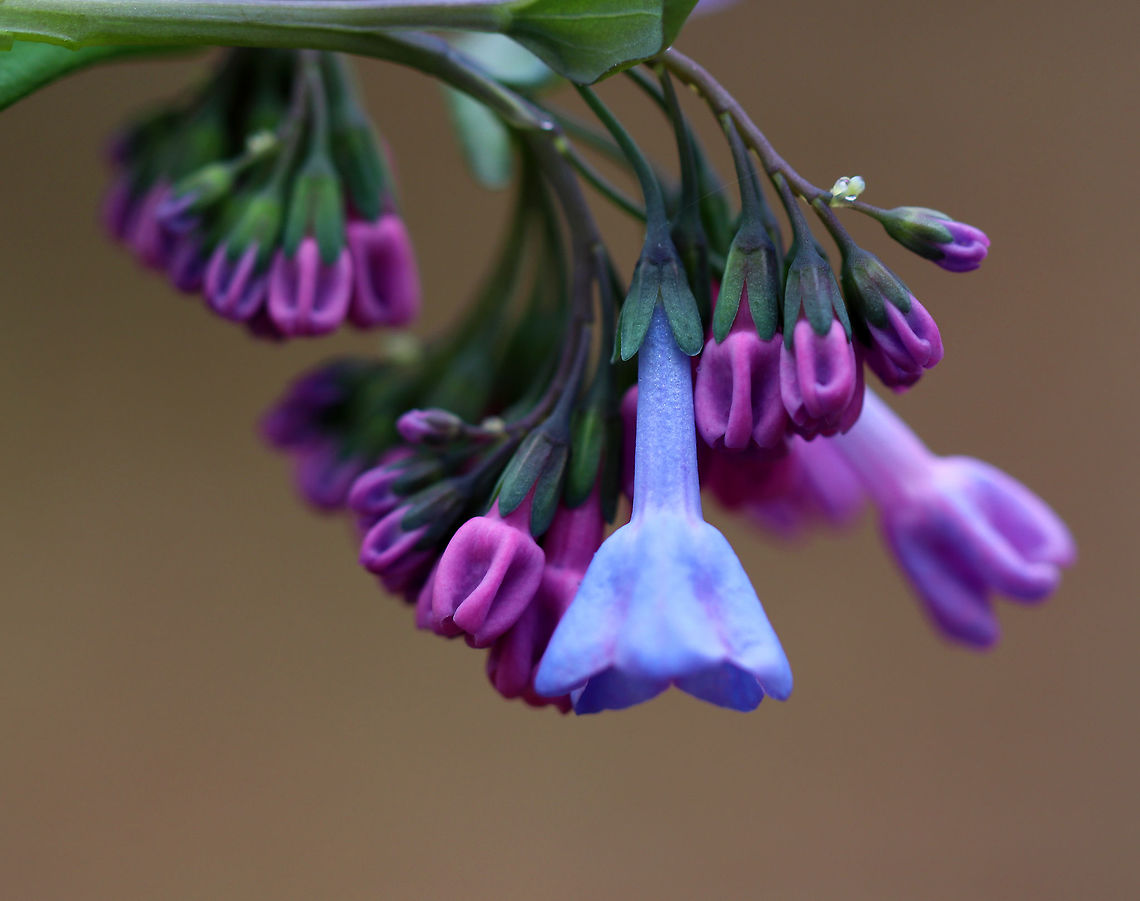 Virginia Bluebell - Mertensia virginica I love these flowers! The buds are pink and the flowers are blue, white, or pink. They are native to eastern North America. <br />
<br />
Habitat: Beside a stream in a deciduous forest<br />
<figure class="photo"><a href="https://www.jungledragon.com/image/79573/virginia_bluebell_-_mertensia_virginica.html" title="Virginia Bluebell - Mertensia virginica"><img src="https://s3.amazonaws.com/media.jungledragon.com/images/3232/79573_thumb.jpg?AWSAccessKeyId=05GMT0V3GWVNE7GGM1R2&Expires=1763596810&Signature=NaoKtZJ3IW9T5U5TnJ%2FsQ6uHkvs%3D" width="200" height="158" alt="Virginia Bluebell - Mertensia virginica I love these flowers! The buds are pink and the flowers are blue, white, or pink. They are native to eastern North America. *Note the raindrop. It was a lovely day to hike in the rain ;P*<br />
<br />
Habitat: Beside a stream in a deciduous forest<br />
https://www.jungledragon.com/image/79577/virginia_bluebell_-_mertensia_virginica.html<br />
https://www.jungledragon.com/image/79576/virginia_bluebell_-_mertensia_virginica.html<br />
https://www.jungledragon.com/image/79574/virginia_bluebell_-_mertensia_virginica.html Geotagged,Mertensia virginica,Spring,United States,Virginia Bluebell" /></a></figure><br />
<figure class="photo"><a href="https://www.jungledragon.com/image/79577/virginia_bluebell_-_mertensia_virginica.html" title="Virginia Bluebell - Mertensia virginica"><img src="https://s3.amazonaws.com/media.jungledragon.com/images/3232/79577_thumb.jpg?AWSAccessKeyId=05GMT0V3GWVNE7GGM1R2&Expires=1763596810&Signature=zxnfT9tVAbMqcZJ1tRbYFf%2B%2BuR8%3D" width="200" height="156" alt="Virginia Bluebell - Mertensia virginica I love these flowers! The buds are pink and the flowers are blue, white, or pink. They are native to eastern North America. <br />
<br />
Habitat: Beside a stream in a deciduous forest<br />
https://www.jungledragon.com/image/79573/virginia_bluebell_-_mertensia_virginica.html<br />
https://www.jungledragon.com/image/79576/virginia_bluebell_-_mertensia_virginica.html<br />
https://www.jungledragon.com/image/79574/virginia_bluebell_-_mertensia_virginica.html Geotagged,Mertensia virginica,Spring,United States,Virginia Bluebell" /></a></figure><br />
<figure class="photo"><a href="https://www.jungledragon.com/image/79574/virginia_bluebell_-_mertensia_virginica.html" title="Virginia Bluebell - Mertensia virginica"><img src="https://s3.amazonaws.com/media.jungledragon.com/images/3232/79574_thumb.jpg?AWSAccessKeyId=05GMT0V3GWVNE7GGM1R2&Expires=1763596810&Signature=OfXs57Du61jtmeZsXXVWT2PevU0%3D" width="148" height="152" alt="Virginia Bluebell - Mertensia virginica I love these flowers! The buds are pink and the flowers are blue, white, or pink. They are native to eastern North America. *Note the raindrops. It was a lovely day to hike in the rain ;P*<br />
<br />
Habitat: Beside a stream in a deciduous forest<br />
https://www.jungledragon.com/image/79576/virginia_bluebell_-_mertensia_virginica.html<br />
https://www.jungledragon.com/image/79577/virginia_bluebell_-_mertensia_virginica.html<br />
https://www.jungledragon.com/image/79573/virginia_bluebell_-_mertensia_virginica.html Geotagged,Mertensia virginica,Spring,United States,Virginia Bluebell" /></a></figure> Geotagged,Mertensia virginica,Spring,United States,Virginia Bluebell