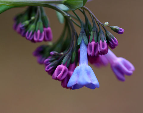 Virginia Bluebell - Mertensia virginica I love these flowers! The buds are pink and the flowers are blue, white, or pink. They are native to eastern North America. 

Habitat: Beside a stream in a deciduous forest
https://www.jungledragon.com/image/79573/virginia_bluebell_-_mertensia_virginica.html
https://www.jungledragon.com/image/79577/virginia_bluebell_-_mertensia_virginica.html
https://www.jungledragon.com/image/79574/virginia_bluebell_-_mertensia_virginica.html Geotagged,Mertensia virginica,Spring,United States,Virginia Bluebell
