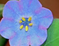 Virginia Bluebell - Mertensia virginica I love these flowers! The buds are pink and the flowers are blue, white, or pink. They are native to eastern North America. <br />
<br />
Habitat: Beside a stream in a deciduous forest<br />
https://www.jungledragon.com/image/79573/virginia_bluebell_-_mertensia_virginica.html<br />
https://www.jungledragon.com/image/79576/virginia_bluebell_-_mertensia_virginica.html<br />
https://www.jungledragon.com/image/79574/virginia_bluebell_-_mertensia_virginica.html Geotagged,Mertensia virginica,Spring,United States,Virginia Bluebell
