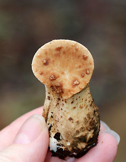 Dryad's Saddle ('Pig Nose' Stage)- Cerioporus squamosus Edible when young. I found a few young ones that were in the "pig nose" stage.

Habitat: Growing on rotting wood in a wetland
https://www.jungledragon.com/image/79582/dryads_saddle_pig_nose_stage-_cerioporus_squamosus.html
https://www.jungledragon.com/image/79581/dryads_saddle_pig_nose_stage-_cerioporus_squamosus.html Dryad's Saddle,Geotagged,Polyporus squamosus,Spring,United States