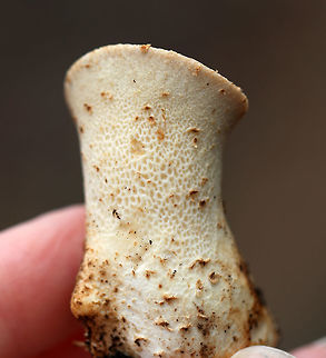 Dryad's Saddle ('Pig Nose' Stage)- Cerioporus squamosus Edible when young. I found a few young ones that were in the "pig nose" stage.

Habitat: Growing on rotting wood in a wetland
https://www.jungledragon.com/image/79582/dryads_saddle_pig_nose_stage-_cerioporus_squamosus.html
https://www.jungledragon.com/image/79579/dryads_saddle_pig_nose_stage-_cerioporus_squamosus.html Dryad's Saddle,Geotagged,Polyporus squamosus,Spring,United States
