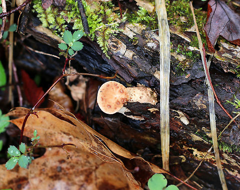 Dryad's Saddle ('Pig Nose' Stage)- Cerioporus squamosus Edible when young. I found a few young ones that were in the "pig nose" stage.

Habitat: Growing on rotting wood in a wetland
https://www.jungledragon.com/image/79581/dryads_saddle_pig_nose_stage-_cerioporus_squamosus.html
https://www.jungledragon.com/image/79579/dryads_saddle_pig_nose_stage-_cerioporus_squamosus.html Dryad's Saddle,Geotagged,Polyporus squamosus,Spring,United States