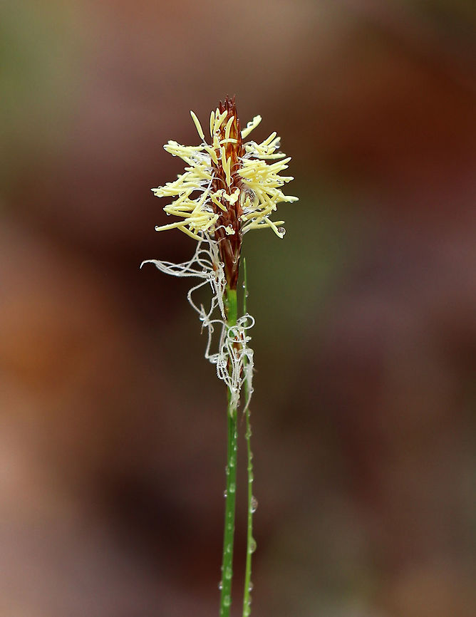 Pennsylvania Sedge - Carex pensylvanica Native to North America, this plant forms large colonies and spreads by rhizomes. <br />
<br />
Habitat: Small woodland meadow Carex pensylvanica,Geotagged,Pennsylvania sedge,Spring,United States,sedge