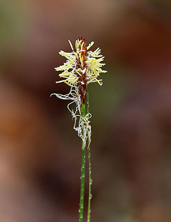 Pennsylvania Sedge - Carex pensylvanica Native to North America, this plant forms large colonies and spreads by rhizomes. 

Habitat: Small woodland meadow Carex pensylvanica,Geotagged,Pennsylvania sedge,Spring,United States,sedge