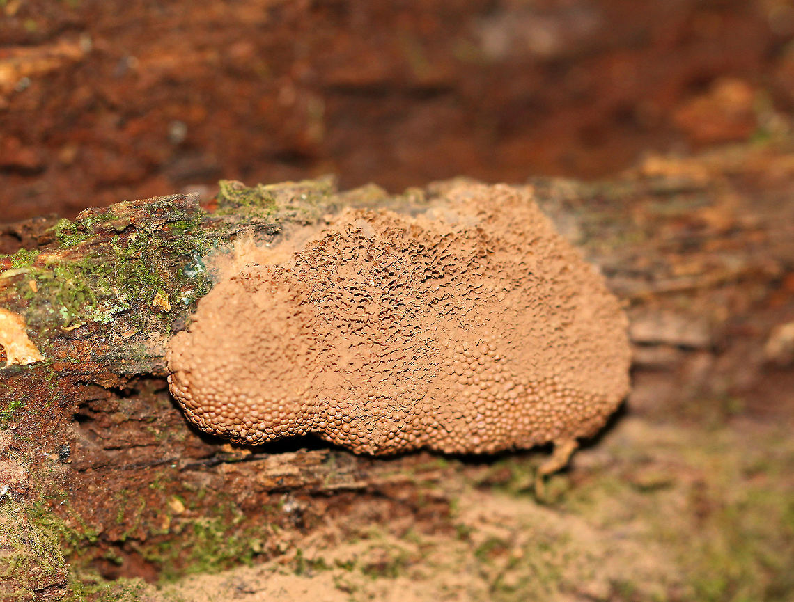 Red Raspberry Slime - Tubifera ferruginosa This slime mold was old and had turned brown.<br />
<br />
Habitat: Growing on rotting wood in a deciduous forest Fall,Geotagged,Red raspberry slime,Tubifera ferruginosa,United States,slime mold