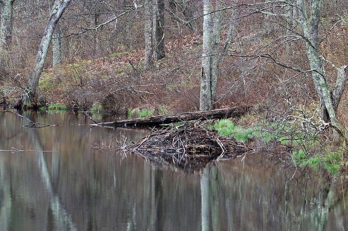 Beaver Lodge Dome-like beaver homes, called lodges, are constructed of branches and mud. They are often strategically located in the middle of ponds and can only be entered by underwater entrances. These dwellings are home to extended families of monogamous parents, young kits, and yearlings.<br />
Beaver Lodge,Geotagged,Spring,United States,signs of wildlife