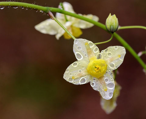 Horny Goat Weed - Epimedium × versicolor 'Sulphureum' Epimedium × versicolor is a cross between E. grandiflorum and E. pinnatum subsp. colchicum. 

It's a rhizomatous perennial that grows 25-30 cm (8-12 in) tall.

Habitat: Deciduous forest
https://www.jungledragon.com/image/79620/epimedium_versicolor_sulphureum_barrenwort.html
https://www.jungledragon.com/image/79619/epimedium_versicolor_sulphureum_barrenwort.html Barrenwort,Epimedium,Epimedium versicolor,Epimedium × versicolor,Epimedium × versicolor 'Sulphureum',Geotagged,Spring,United States,barrenwort,bicolor barrenwort,bishop's hat,fairy wings,horny goat weed,yin yang huo