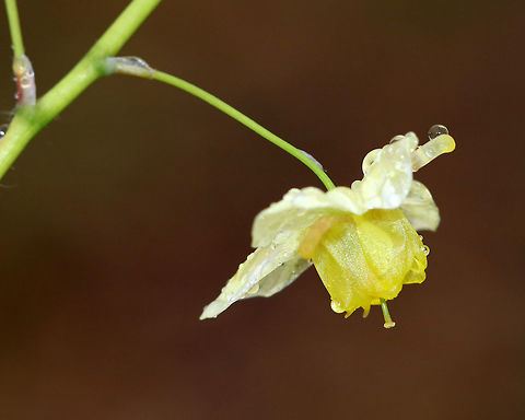 Horny Goat Weed - Epimedium &times; versicolor 'Sulphureum' Epimedium &times; versicolor is a cross between E. grandiflorum and E. pinnatum subsp. colchicum. 

It's a rhizomatous perennial that grows 25-30 cm (8-12 in) tall.

Habitat: Deciduous forest
https://www.jungledragon.com/image/79620/epimedium_versicolor_sulphureum_barrenwort.html
https://www.jungledragon.com/image/79618/epimedium_versicolor_sulphureum_barrenwort.html Barrenwort,Epimedium versicolor,Geotagged,Spring,United States
