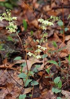 Horny Goat Weed - Epimedium × versicolor 'Sulphureum' Epimedium × versicolor is a cross between E. grandiflorum and E. pinnatum subsp. colchicum. 

It's a rhizomatous perennial that grows 25-30 cm (8-12 in) tall.

Habitat: Deciduous forest
https://www.jungledragon.com/image/79619/epimedium_versicolor_sulphureum_barrenwort.html
https://www.jungledragon.com/image/79618/epimedium_versicolor_sulphureum_barrenwort.html Barrenwort,Epimedium versicolor,Geotagged,Spring,United States