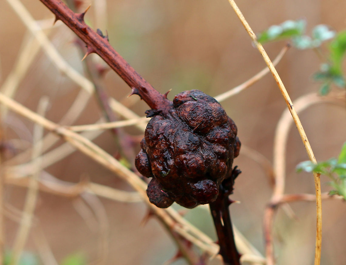 Gall  -Diastrophus nebulosus Habitat: Growing on the twigs of blackberry. Mixed forest. Blackberry Knot Gall Wasp,Diastrophus nebulosus,Geotagged,Spring,United States,gall