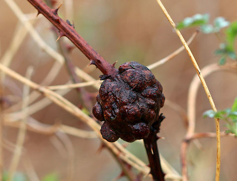 Gall  -Diastrophus nebulosus Habitat: Growing on the twigs of blackberry. Mixed forest. Blackberry Knot Gall Wasp,Diastrophus nebulosus,Geotagged,Spring,United States,gall